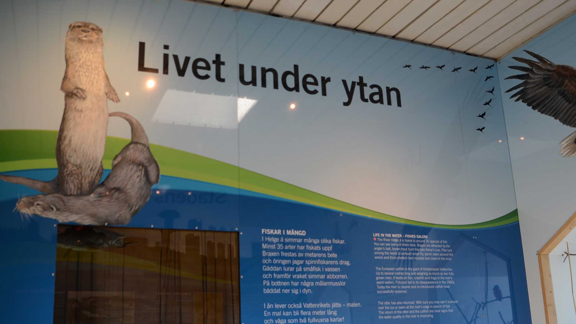Inne i Kanalhuset finns en utställning som berättar om Livet över och under ytan samt om den vattenrika staden. Foto: Mattias Roos, Kristianstads kommun