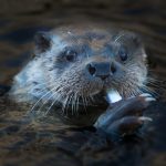 Utter som äter en fisk utanför naturum Vattenriket. Foto: Patrik Olofsson/N