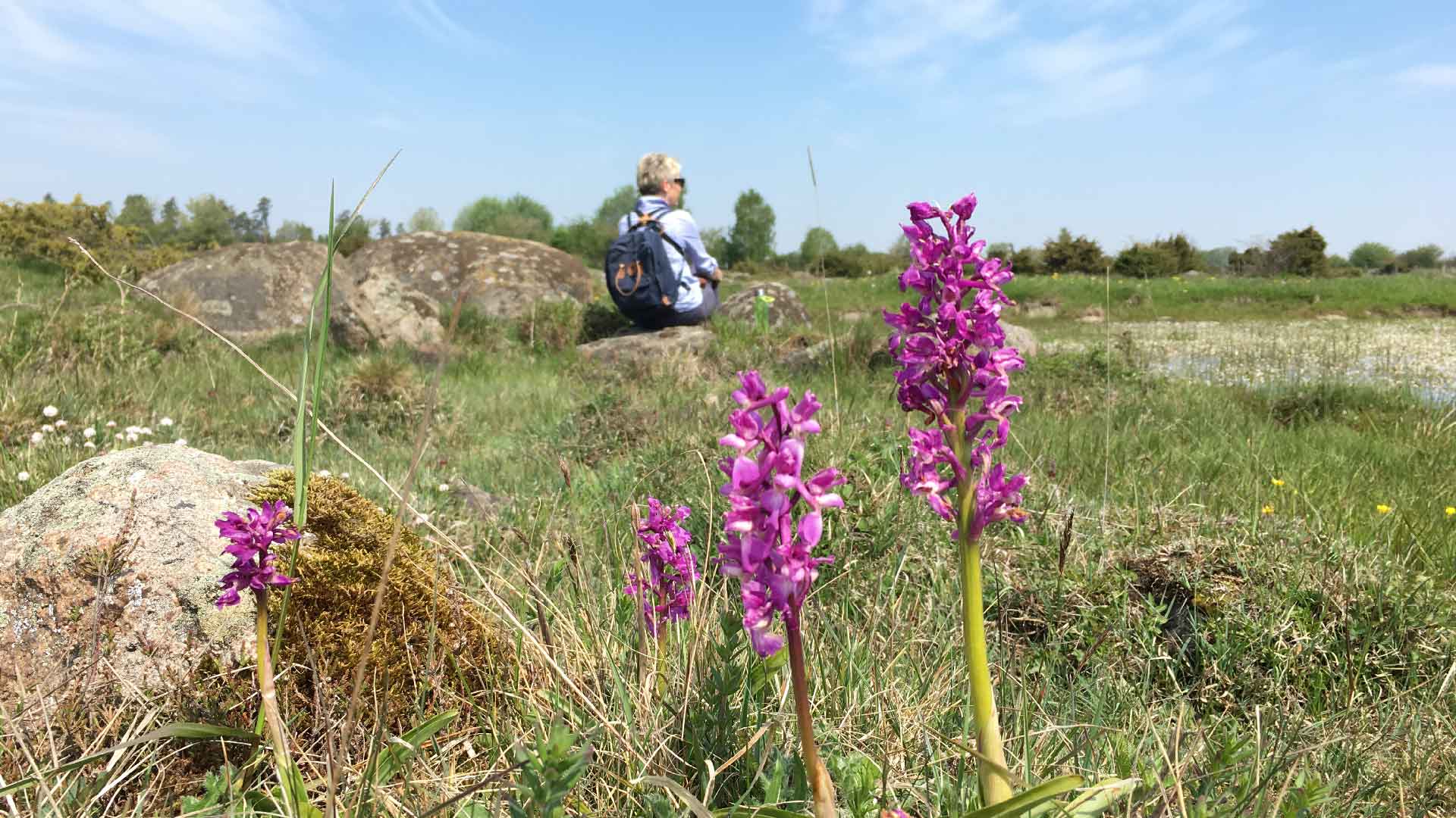Orkidéer på Mosslunda. Foto: Ebba Trolle