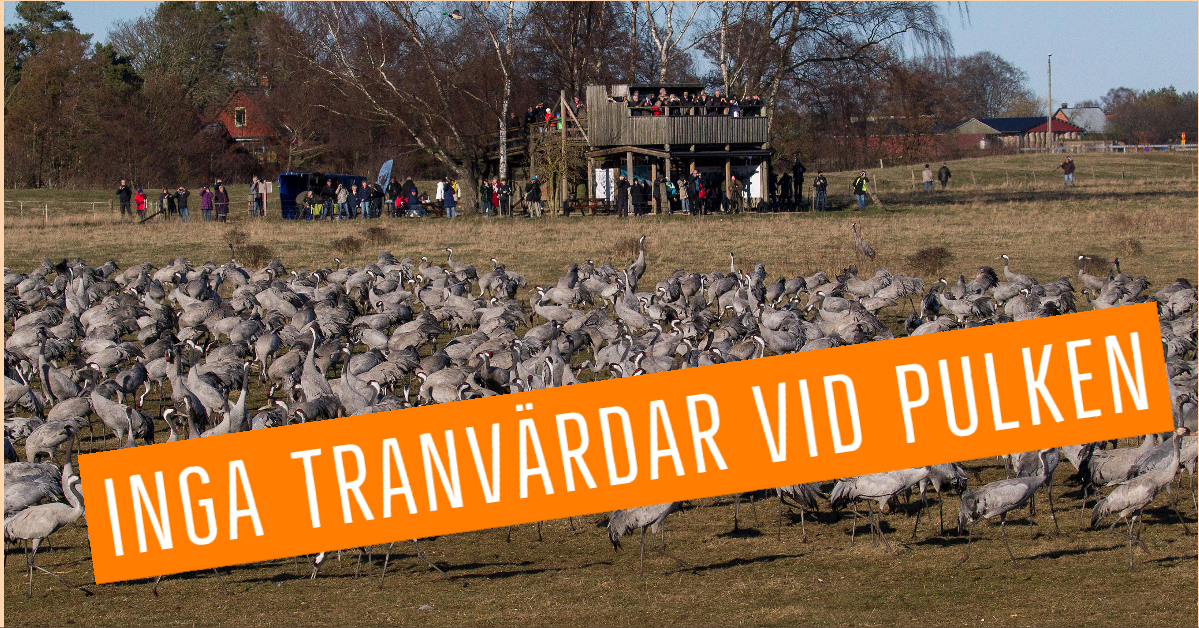 Inga tranärdar vid Pulken 2020