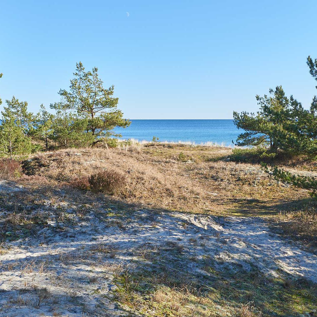 sodra-aspet Sanddyner, tallar och hav vid Södra Äspet. Foto Dan Gerell