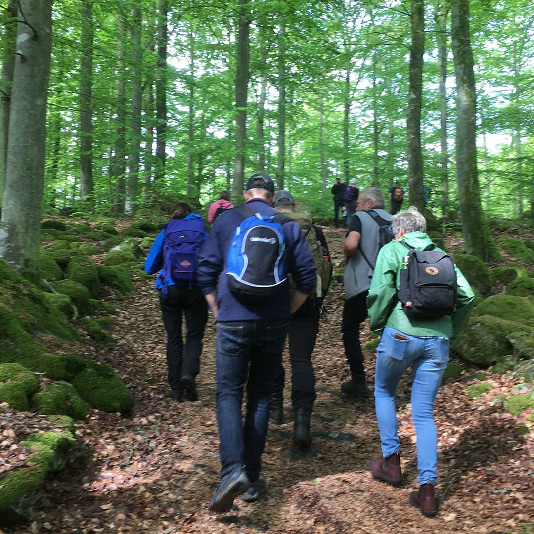 balsberget_vandra_SS Vandra på Balsberget i nyutslagen bokskog