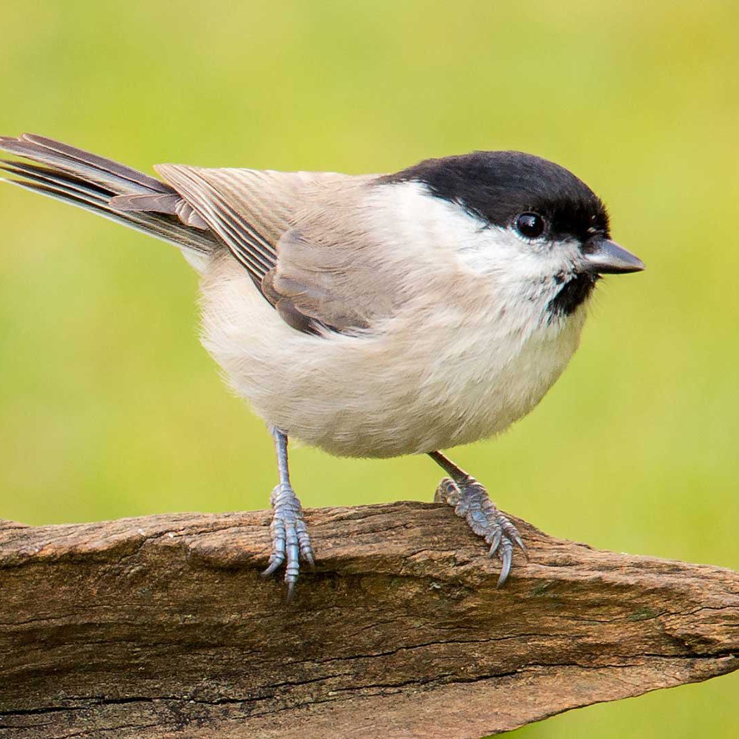 entita_AS Entita Poecile Palustris på en gren. Foto Adobe Stock