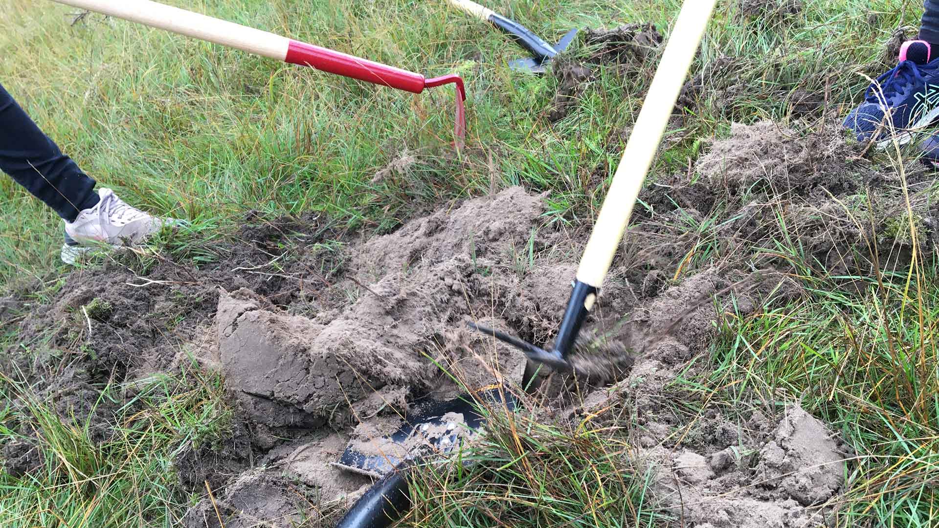 Elever gör praktisk naturvård genom att gräva upp kalkrik sand. Foto Sam Peterson