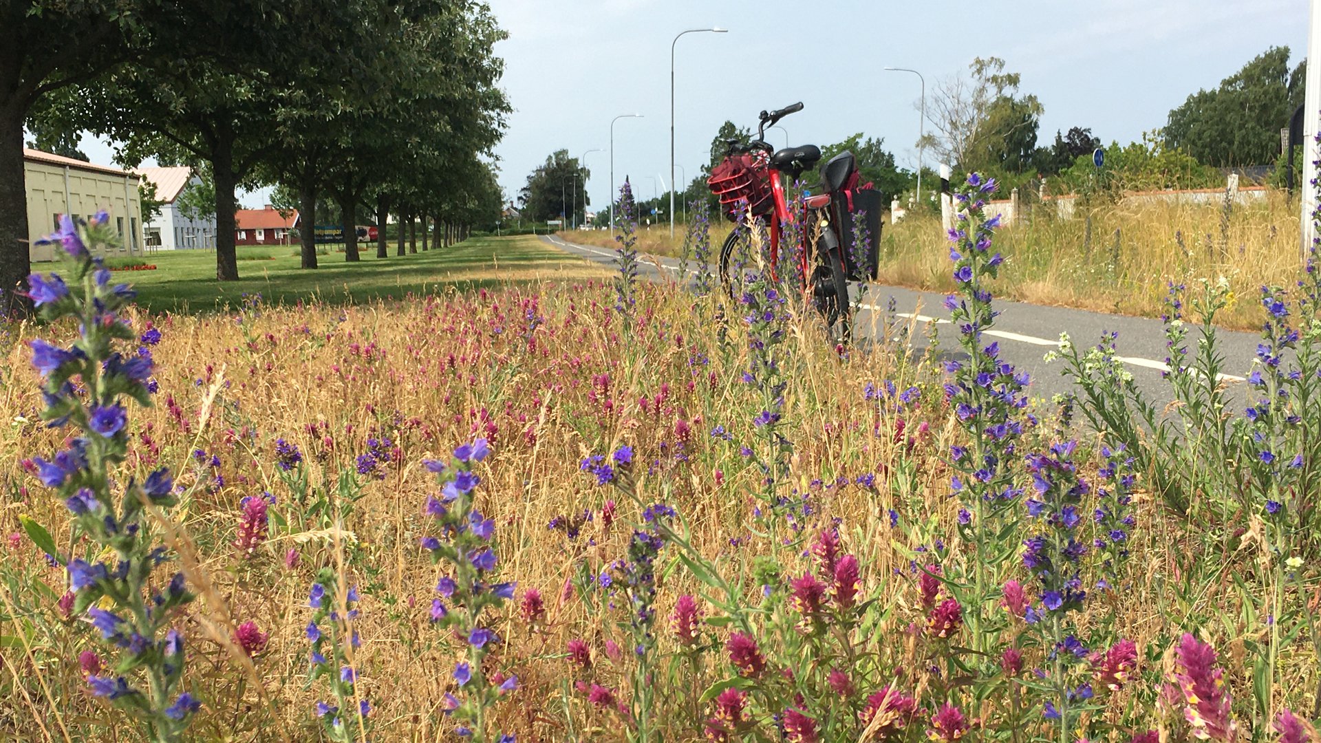 Blommande cykelväg i Rinkaby