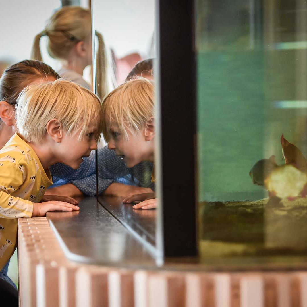 Barn och vuxen tittar på akvariet på naturum. Foto Jennie Ahlqvist