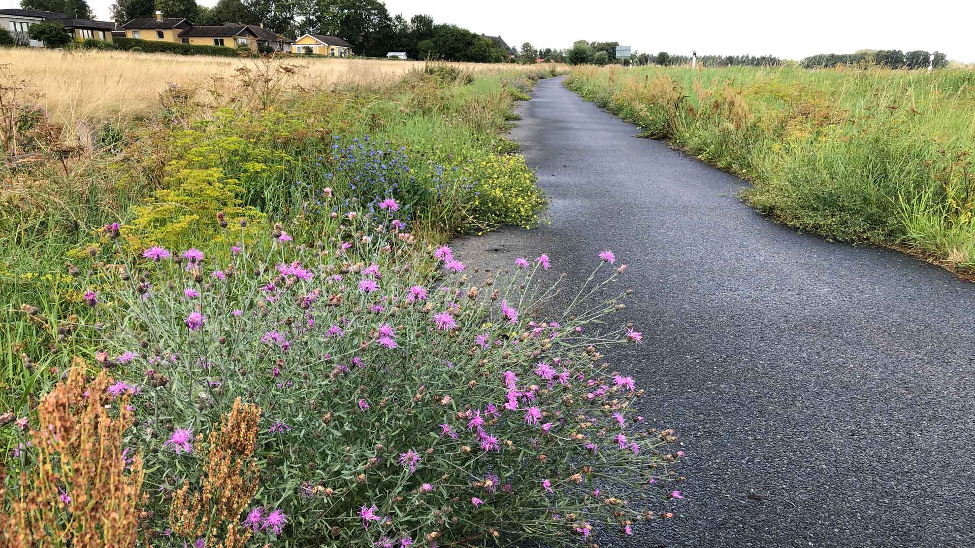 Blommande vägkant vid cykelbana. Foto Dan Gerell