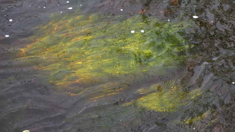 Jättemöjans gulgröna revlar syns under vattenytan. Foto Dan Gerell