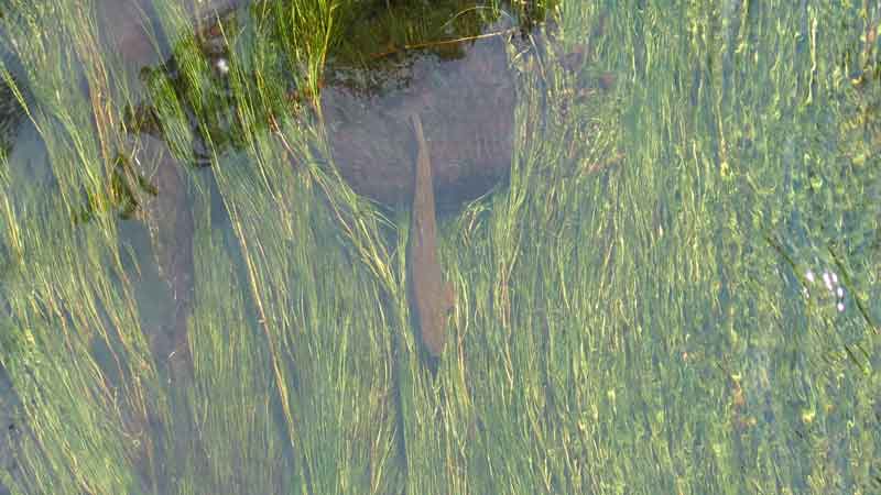 En öring står över jättemöja i strömmande vatten. Foto Dan Gerell