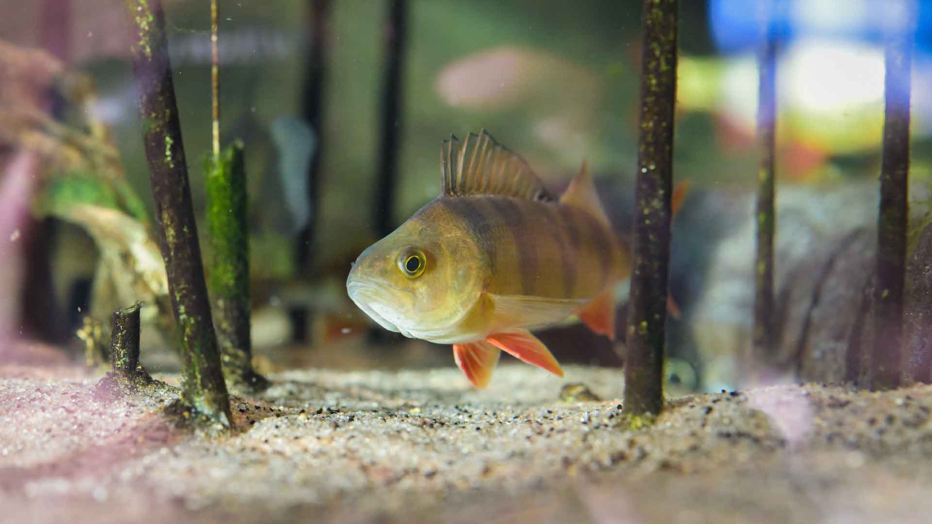 En liten abborre simmar mellan sävstrån i naturums akvarium. Foto Jennie Ahlqvist