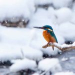 En kungsfiskare sitter på en gren vid ett vattendrag. Det är snö på marken. Kungsfiskaren är en liten orange och turkos fågel med lång näbb.