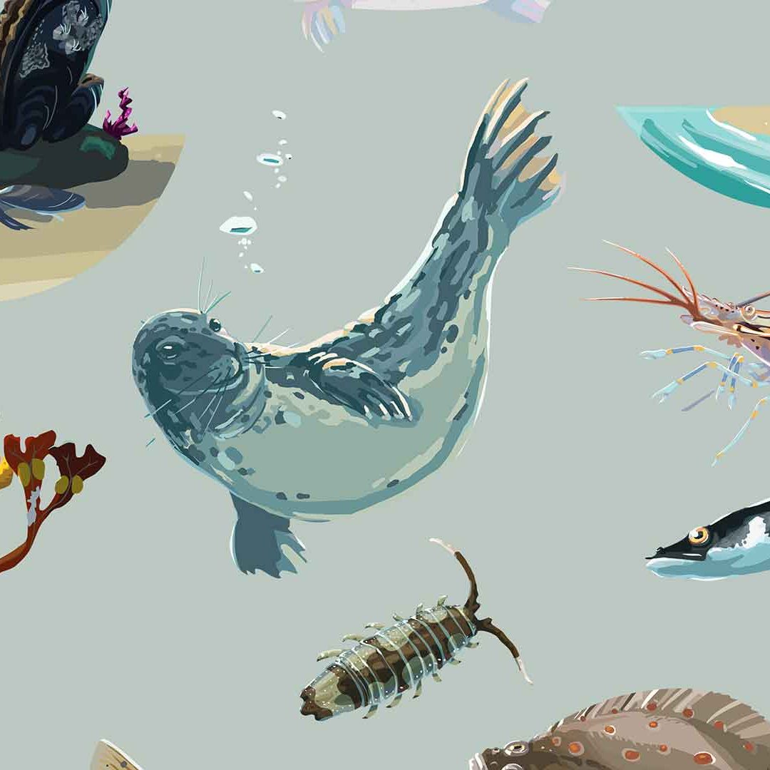 Tecknade djur från havet -säl, ål, vattengråsugga, tångräka blåstång och musslor