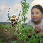 En getingspindel i förgrunden. Bortom sitter en tjej på huk och tittar fascinerat på spindeln. Foto Adobe Stock
