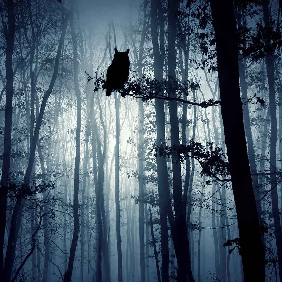 En skog om natten med en uggla som sitter på en gren.