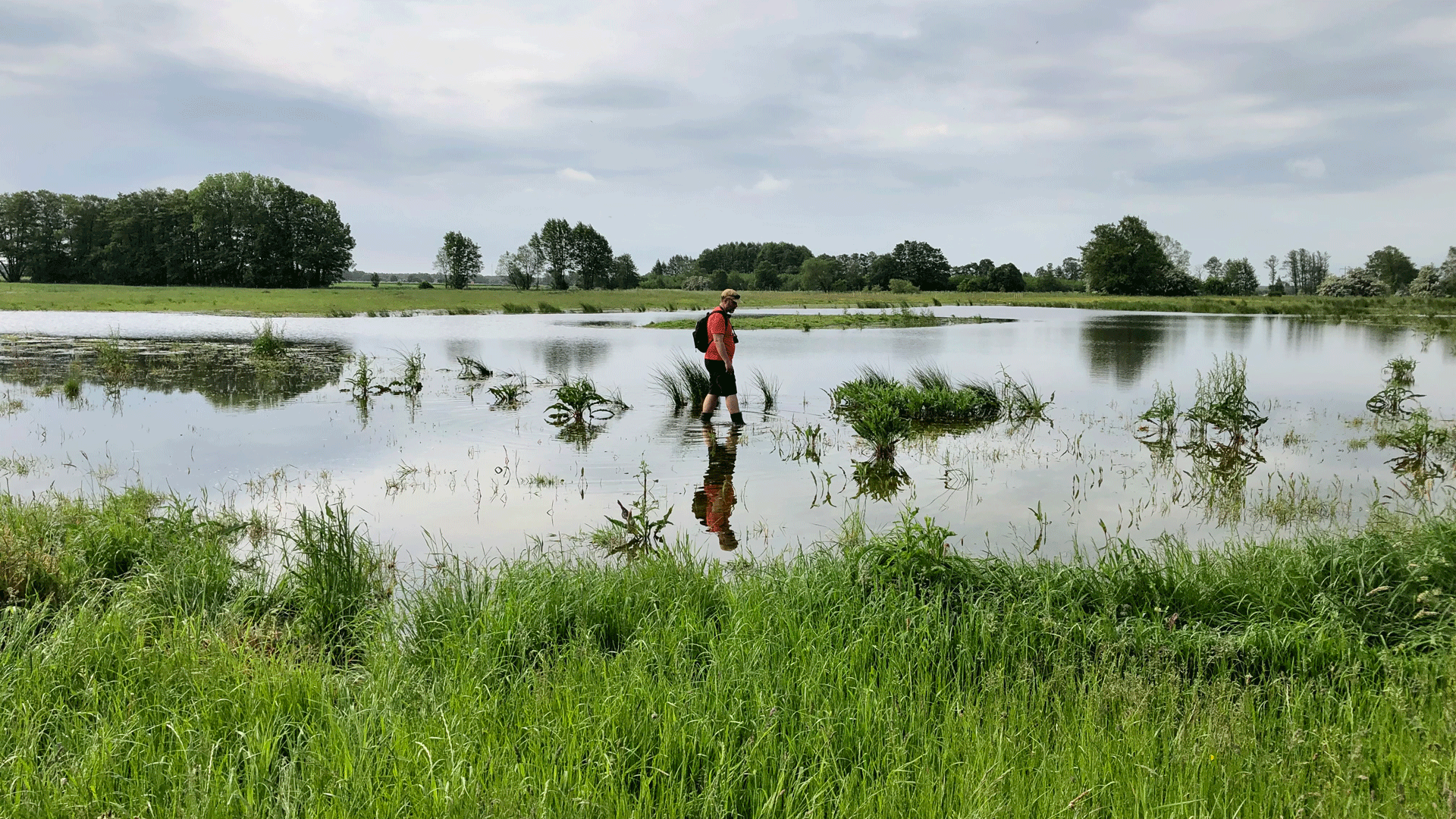 En person går i grunt vatten i en våtmark som omges av frodigt gräs.