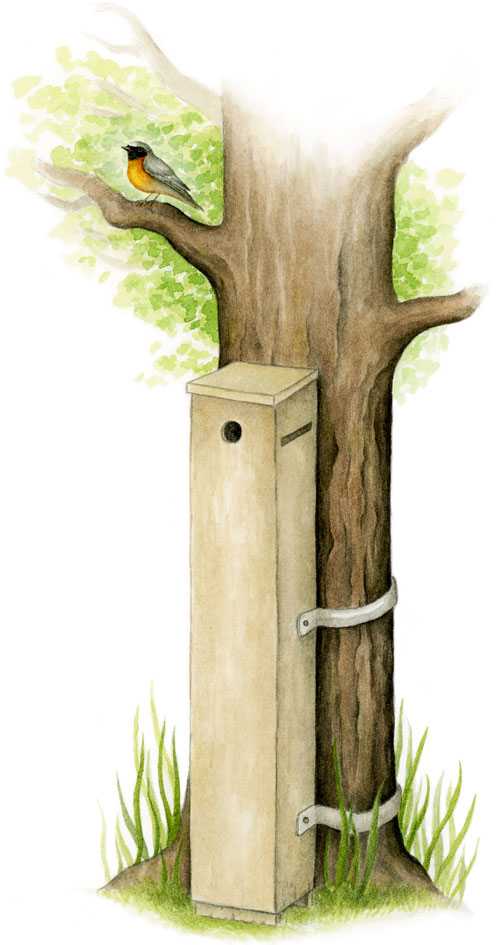 En tecknad trädstam med en stor trälåda som står på marken och fastspänd i trädstammen. I övre änden av lådan finns ett runt hål till fåglar och ett avlångt hål till fladdermöss. Illustration Emma Andersson.