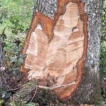En trädstam där barken har tagits bort på en oregelbunden yta nere vid roten