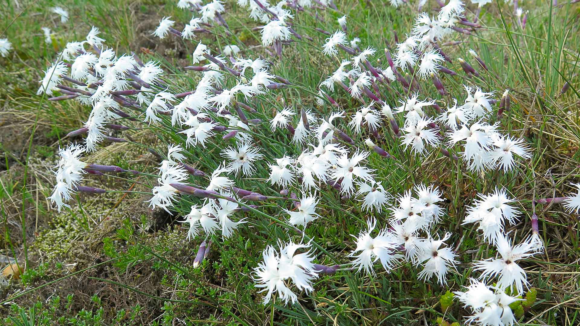 En tuva av vita, flikiga blommor. Sandnejlika,