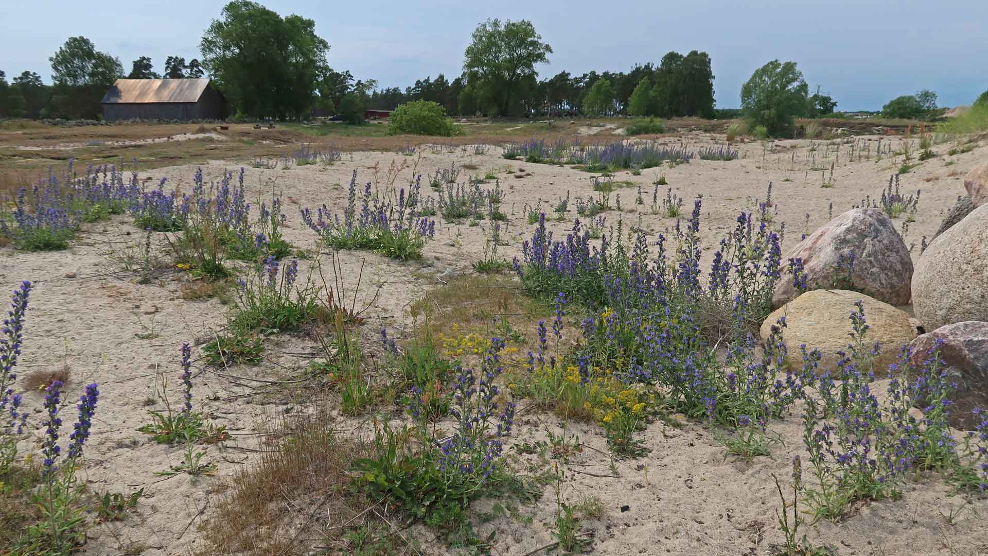 Blåeld blommar i öppen sand på Sånnarna.