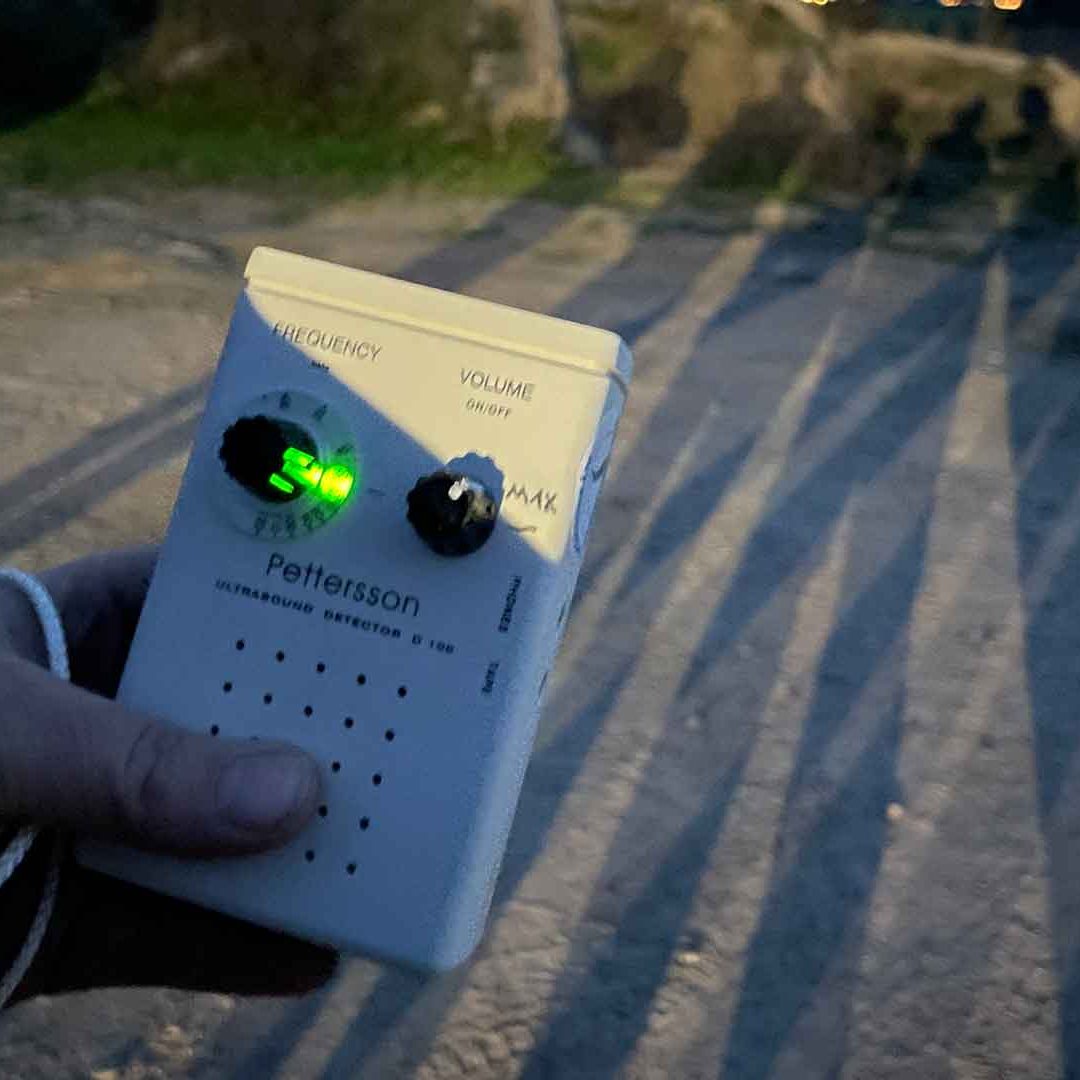 En hand som håller en liten apparat med en lysande knapp i mörkret. Det är en fladdermusdetektor.