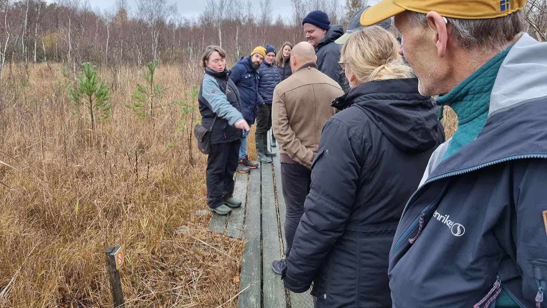 En grupp människor står på en spång på en mossen.