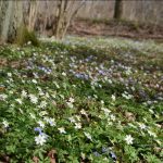 Sippor på norra lingenäset