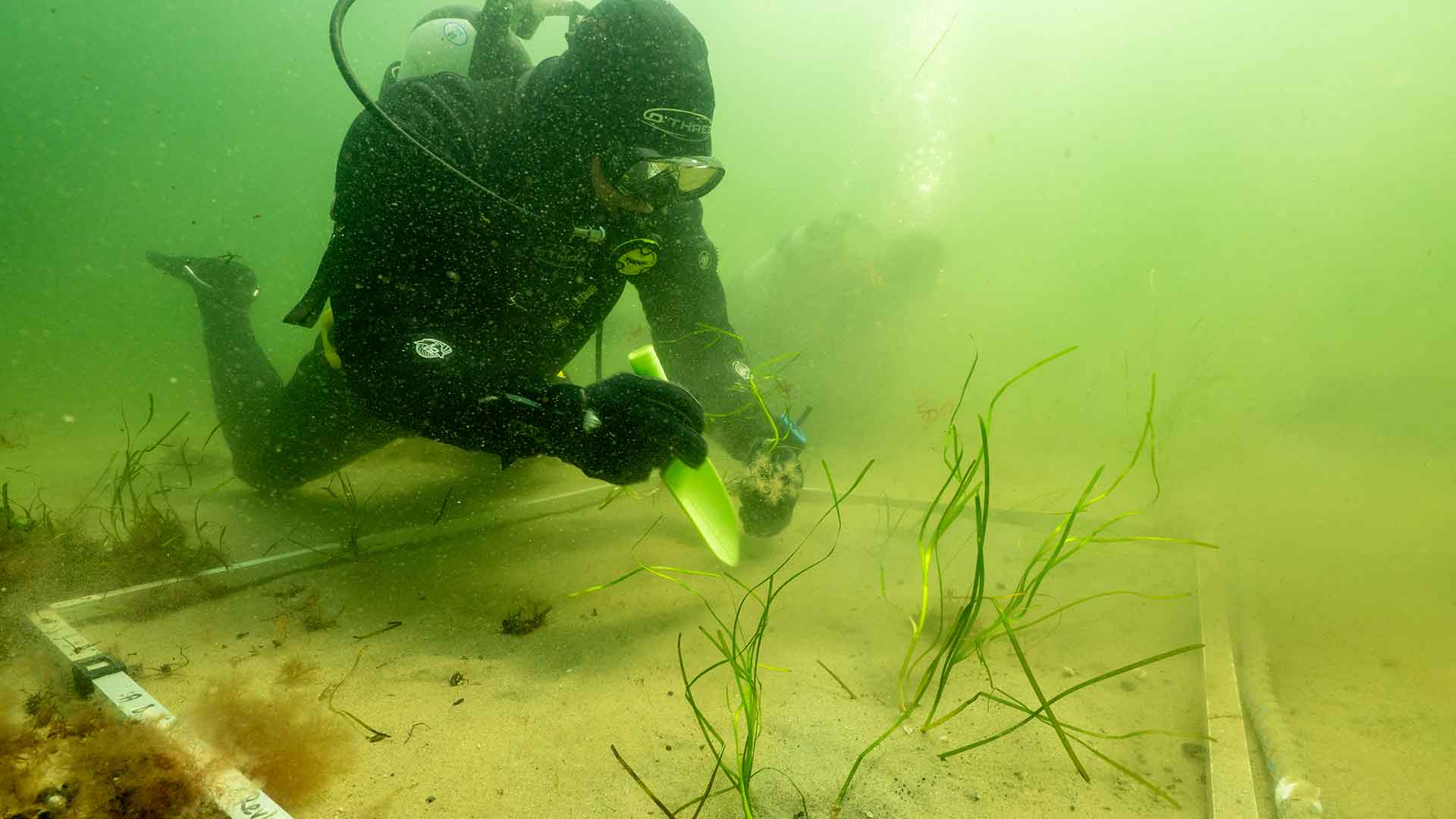 Ålgräsplantering under ytan i havet. Foto Johan Hammar