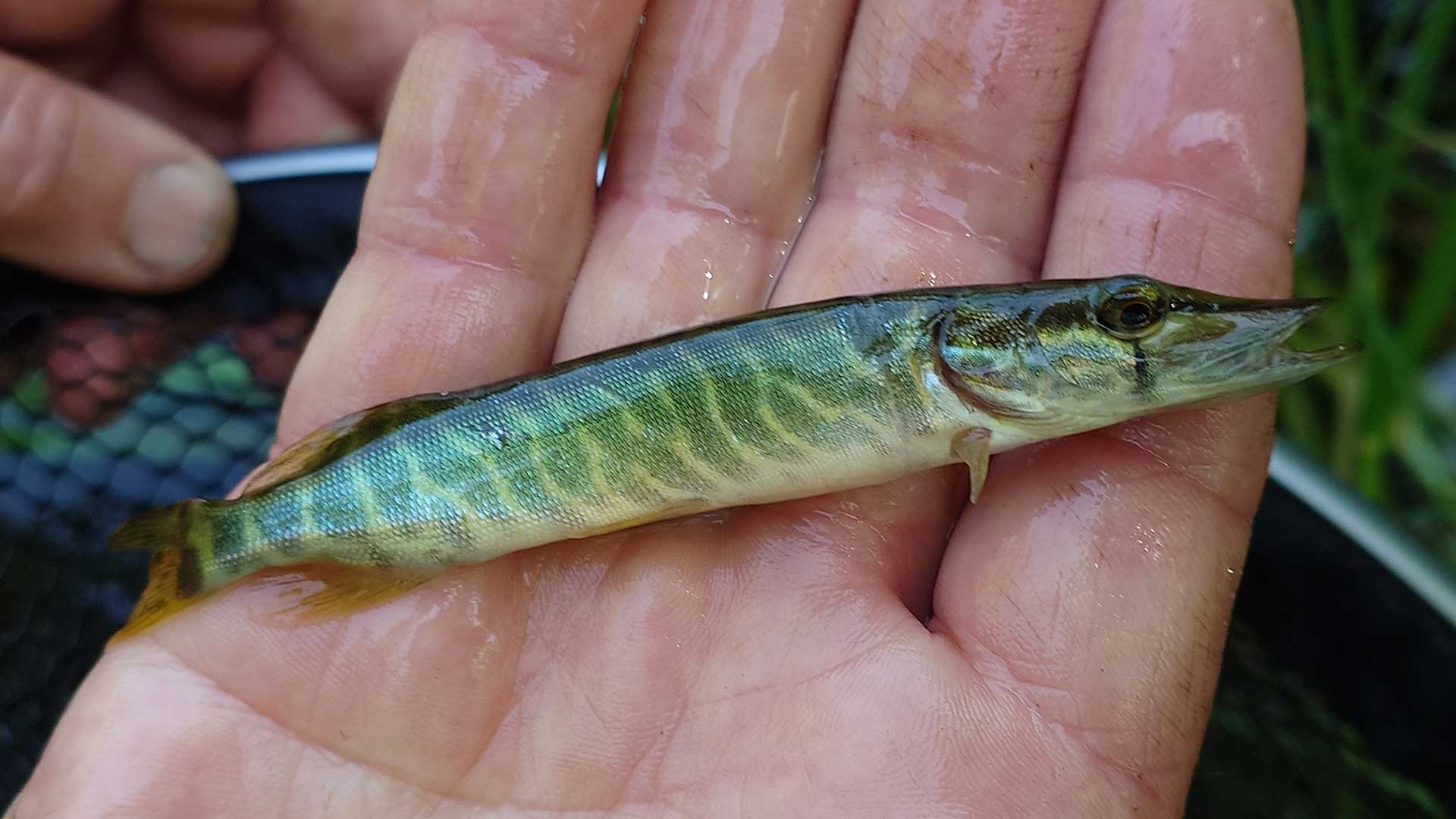 Liten gädda ligger i en hand. Foto Biosfärkontoret