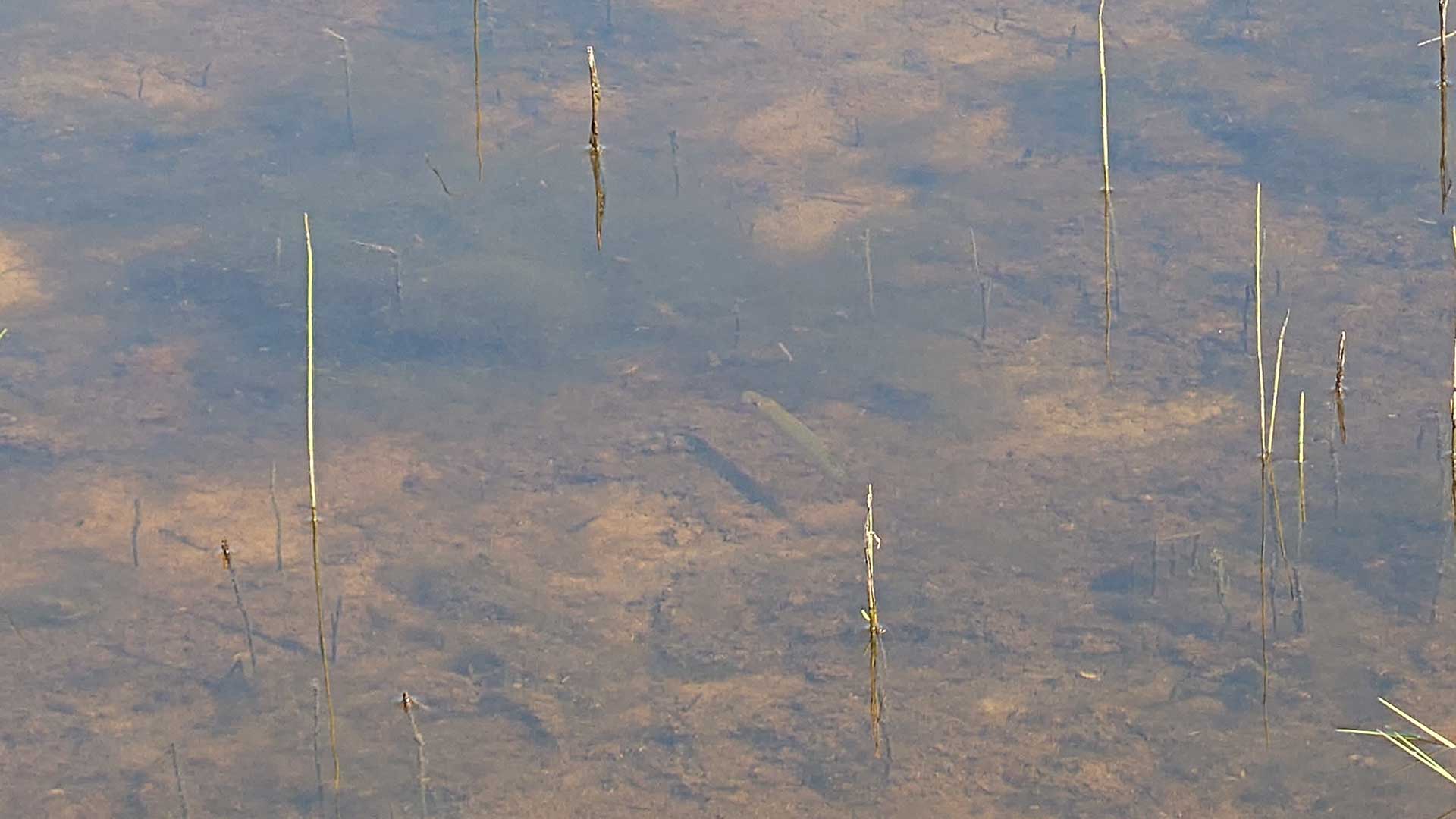 Vatten där man ser gäddor under vattnet. Foto Biosfärkontoret