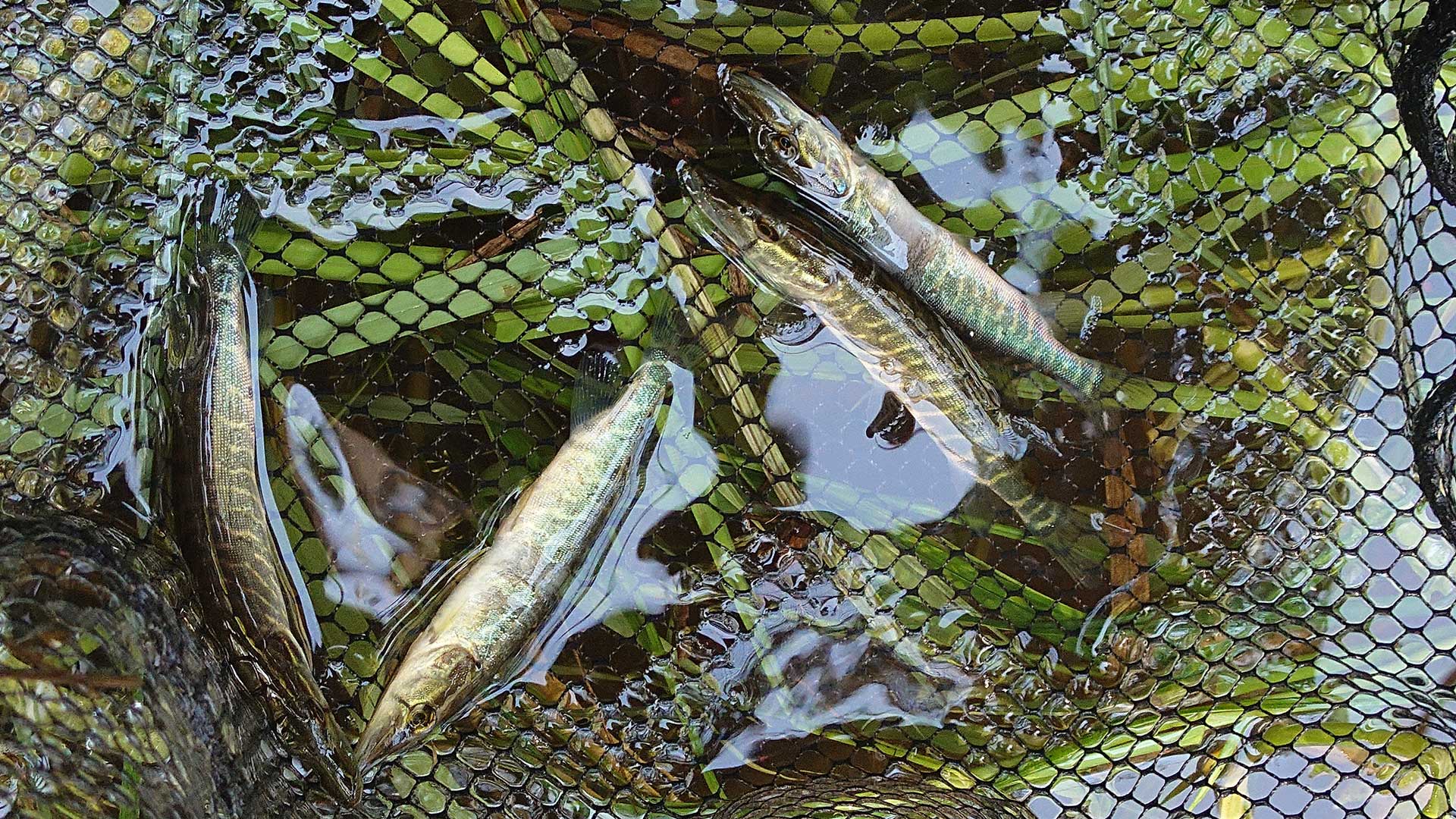 Gäddor. Foto Biosfärkontoret