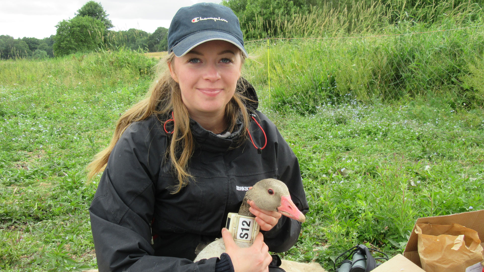 Camilla Olsson, Hkr, har skrivit avhandling om gäss.