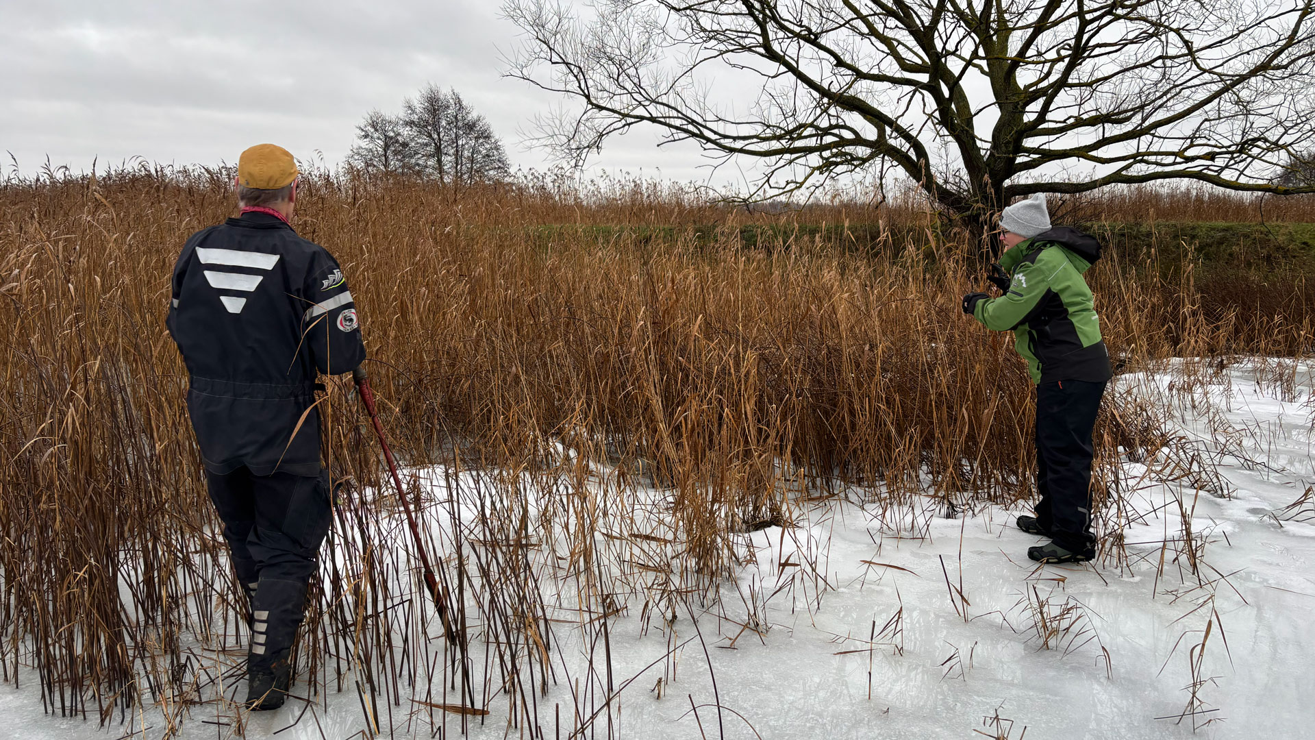 Plockar säv i Hammarsjön