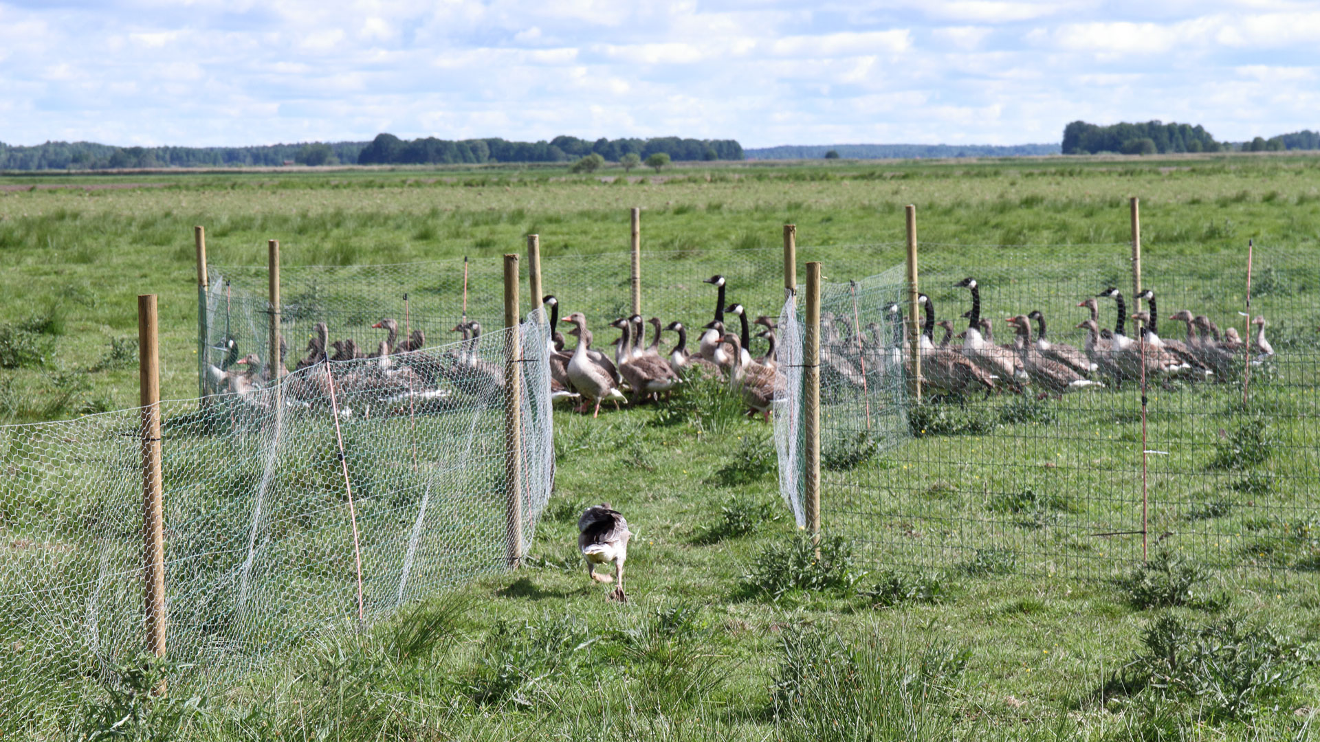Gåsforskning i Vattenriket