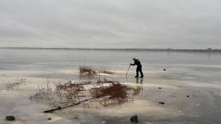 Plockar säv för fröförsök