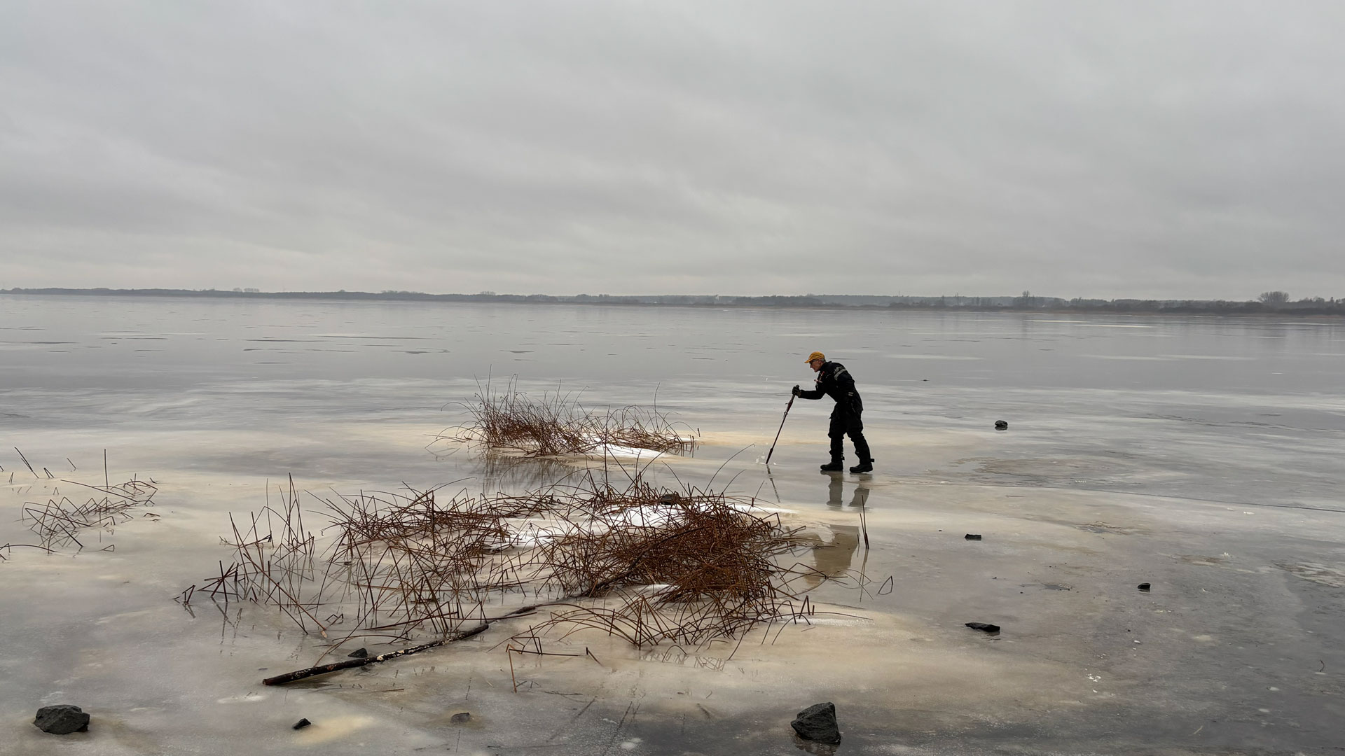 Plockar säv för fröförsök