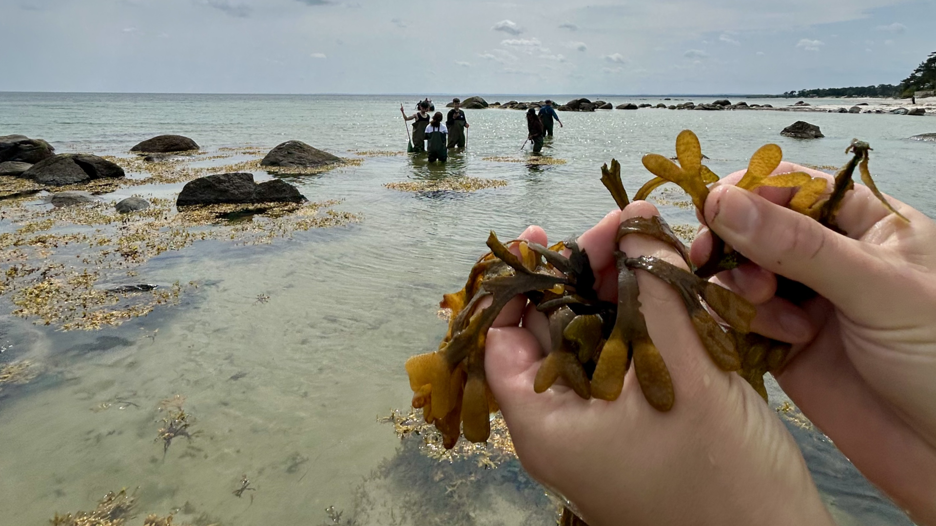 blastang1 Unga vuxna håvar i havet i bakgrunden. I förgrunden håller två händer i ett knippe blåstång. Vid Snickarhaken. Foto: Åsa Pearce