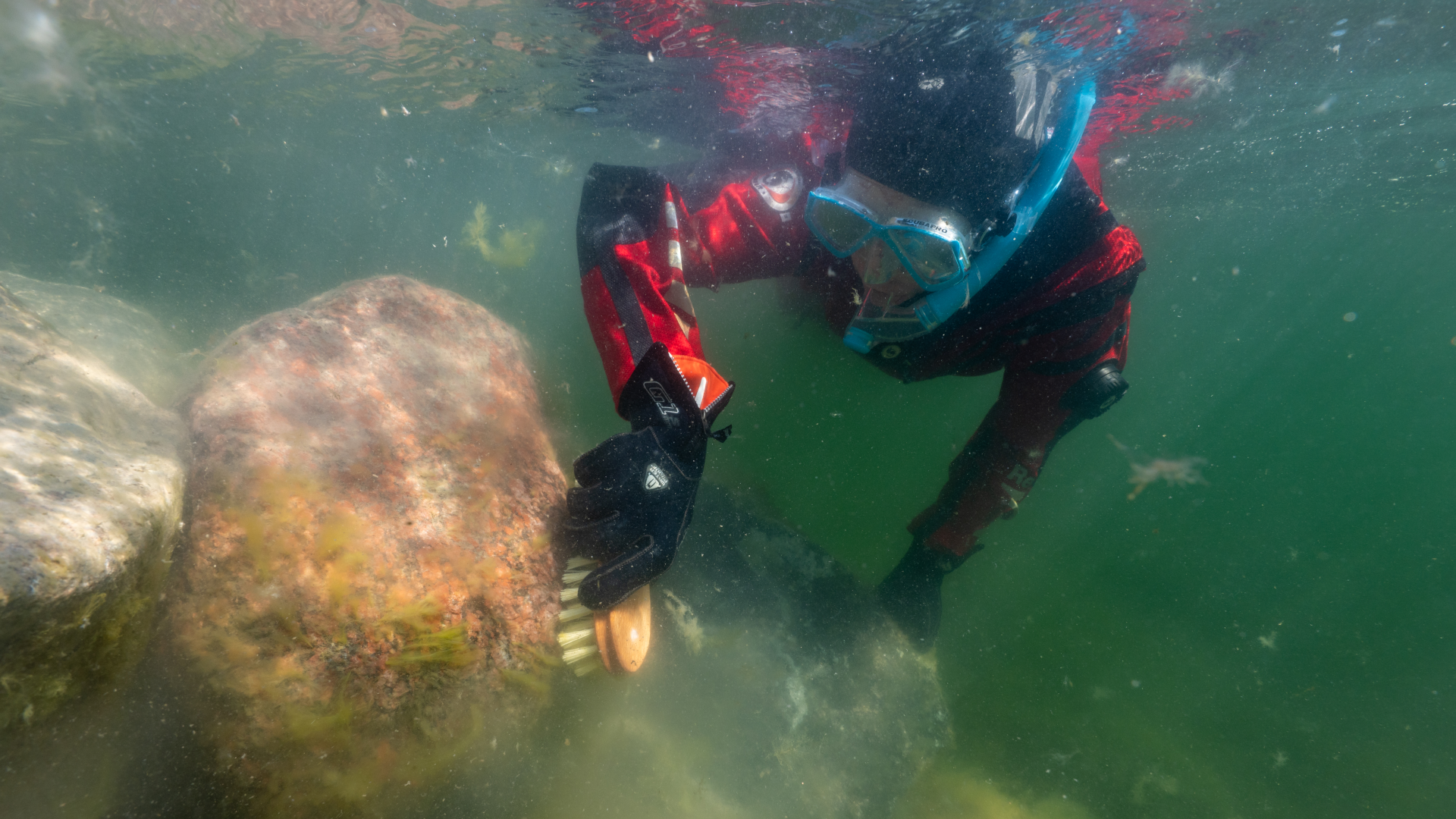 En dykare skrubbar rent en sten från alger med en borste. Foto: Johan Hammar