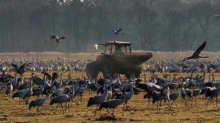 tranmatning vid Pulken