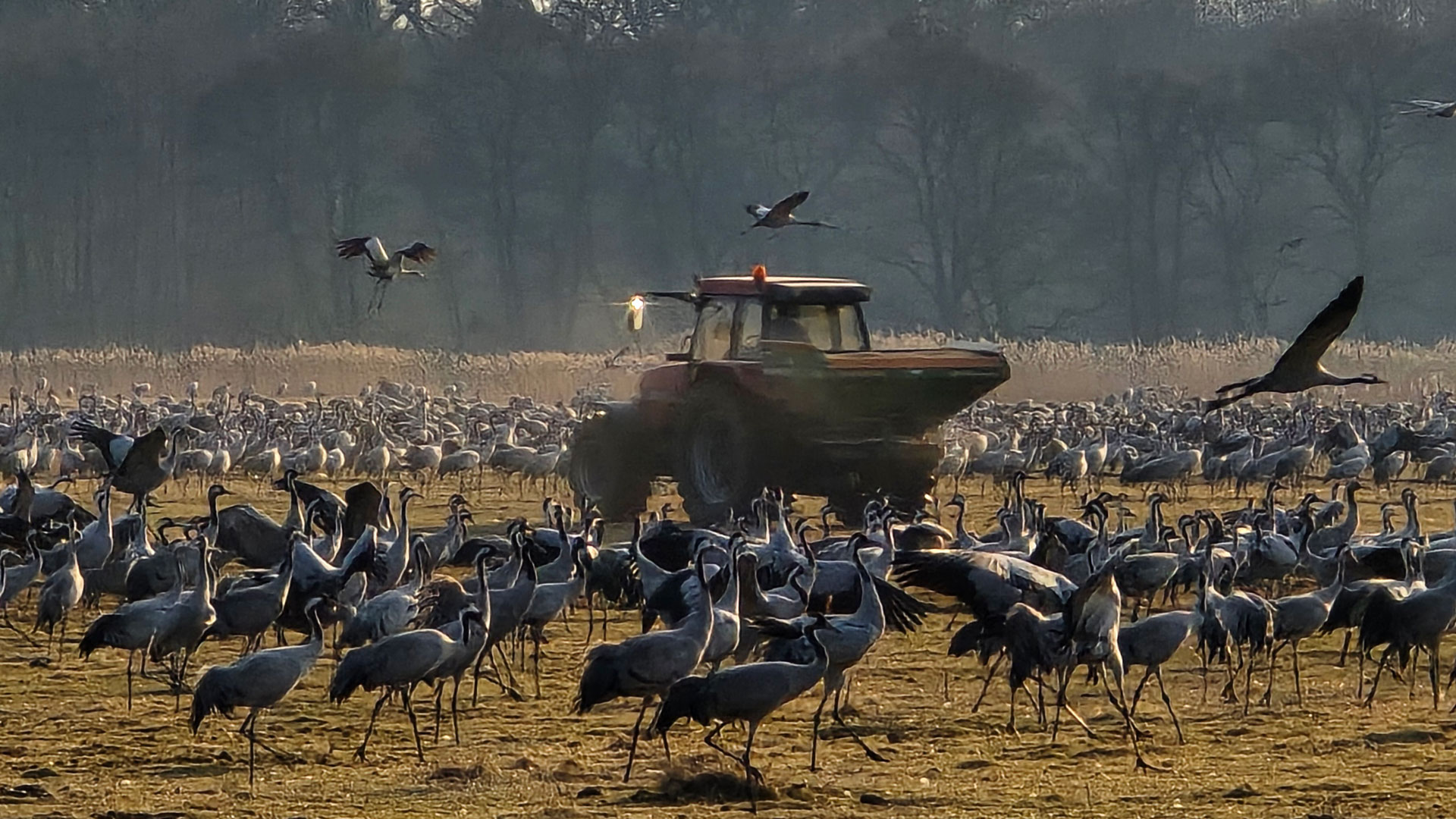 tranmatning vid Pulken