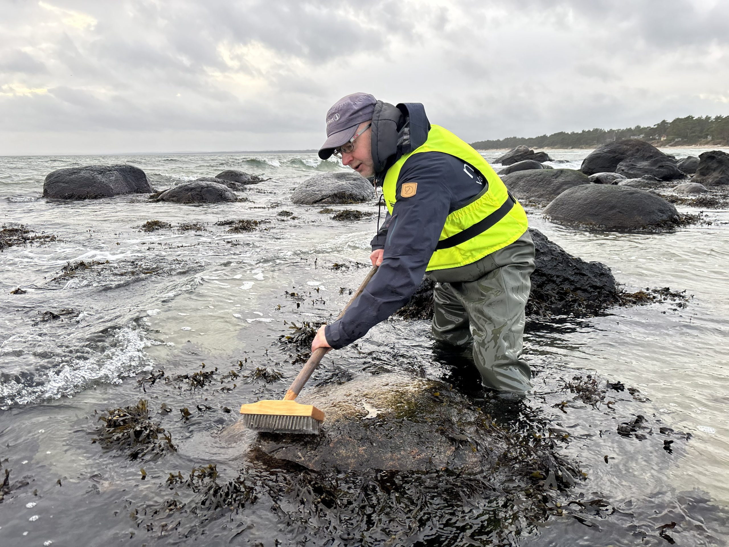 Naturpedagog skrubbar stenar fria från alger i grunt havsvatten för att underlätta för blåstångens reproduktion. Foto: Sofie Fahlinder