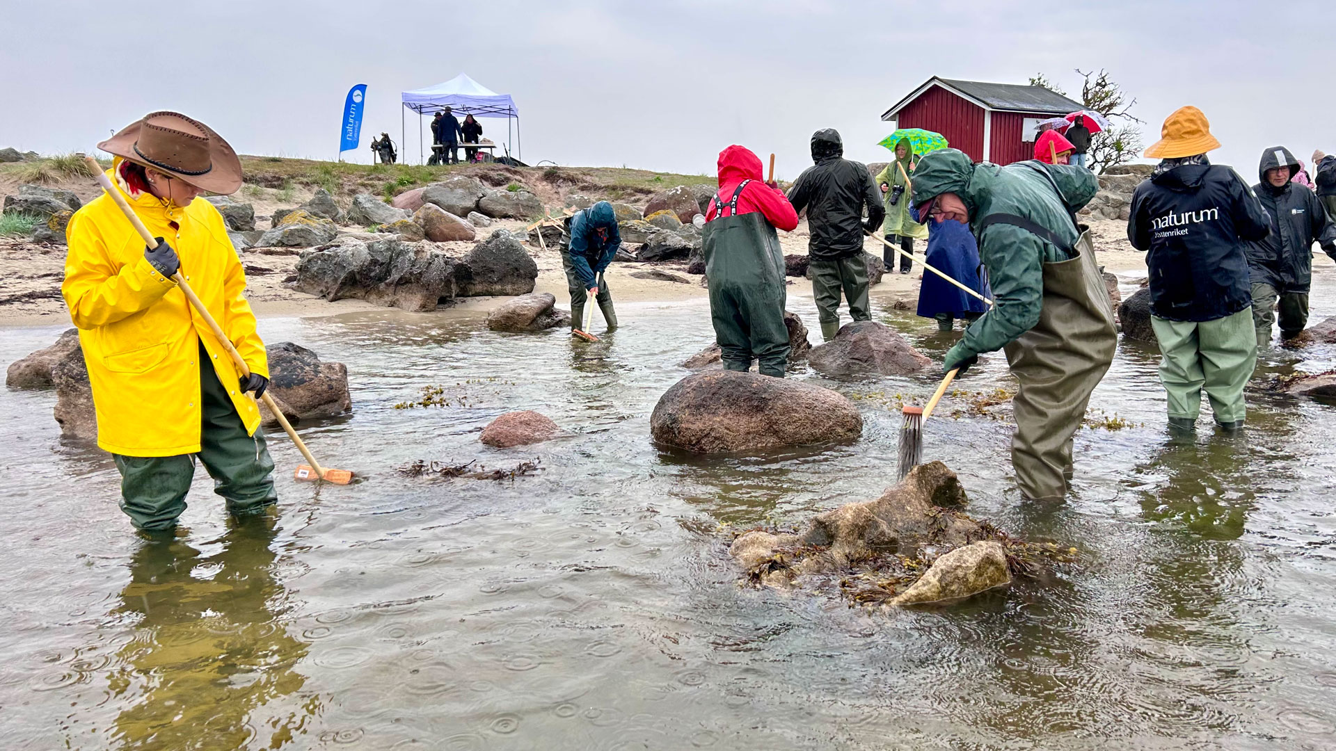 Blåstångskväll vid Revhaken