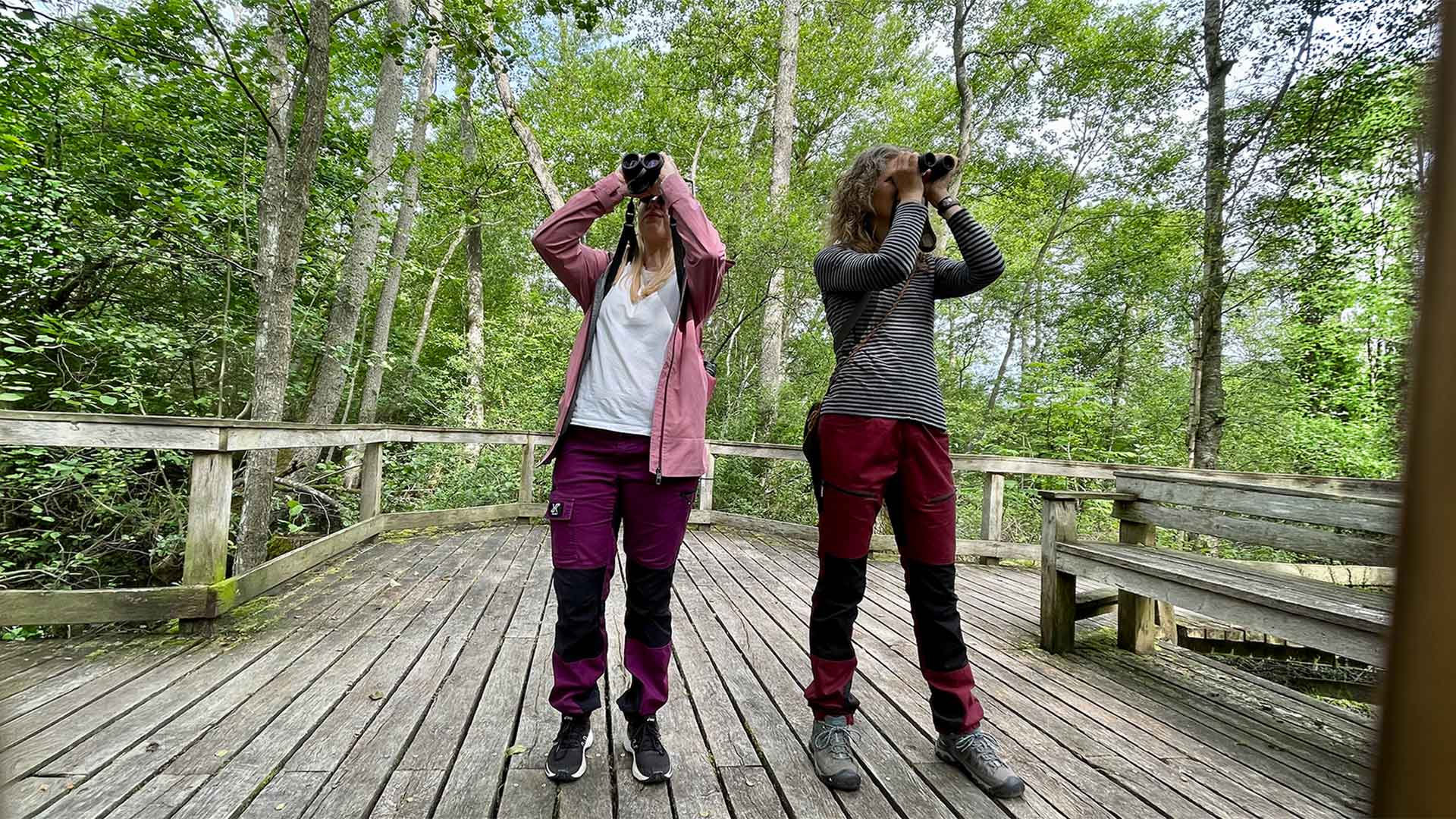 Två kvinnor står på en spång och tittar med kikare upp i trädkronorna. Foto Åsa Pearce