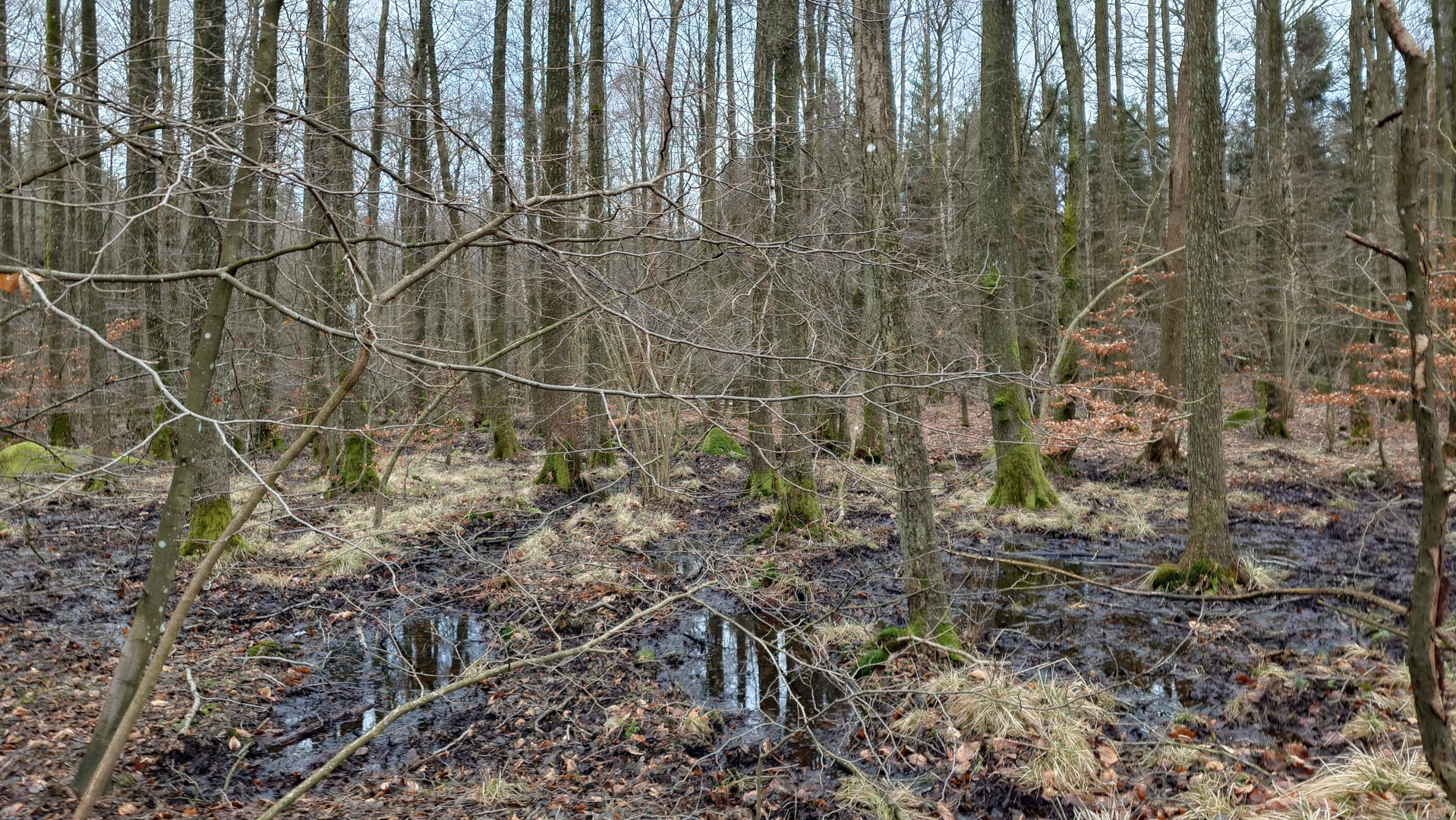 Blivande våtmarksområde utanför Degeberga. Foto: Anna Borgström
