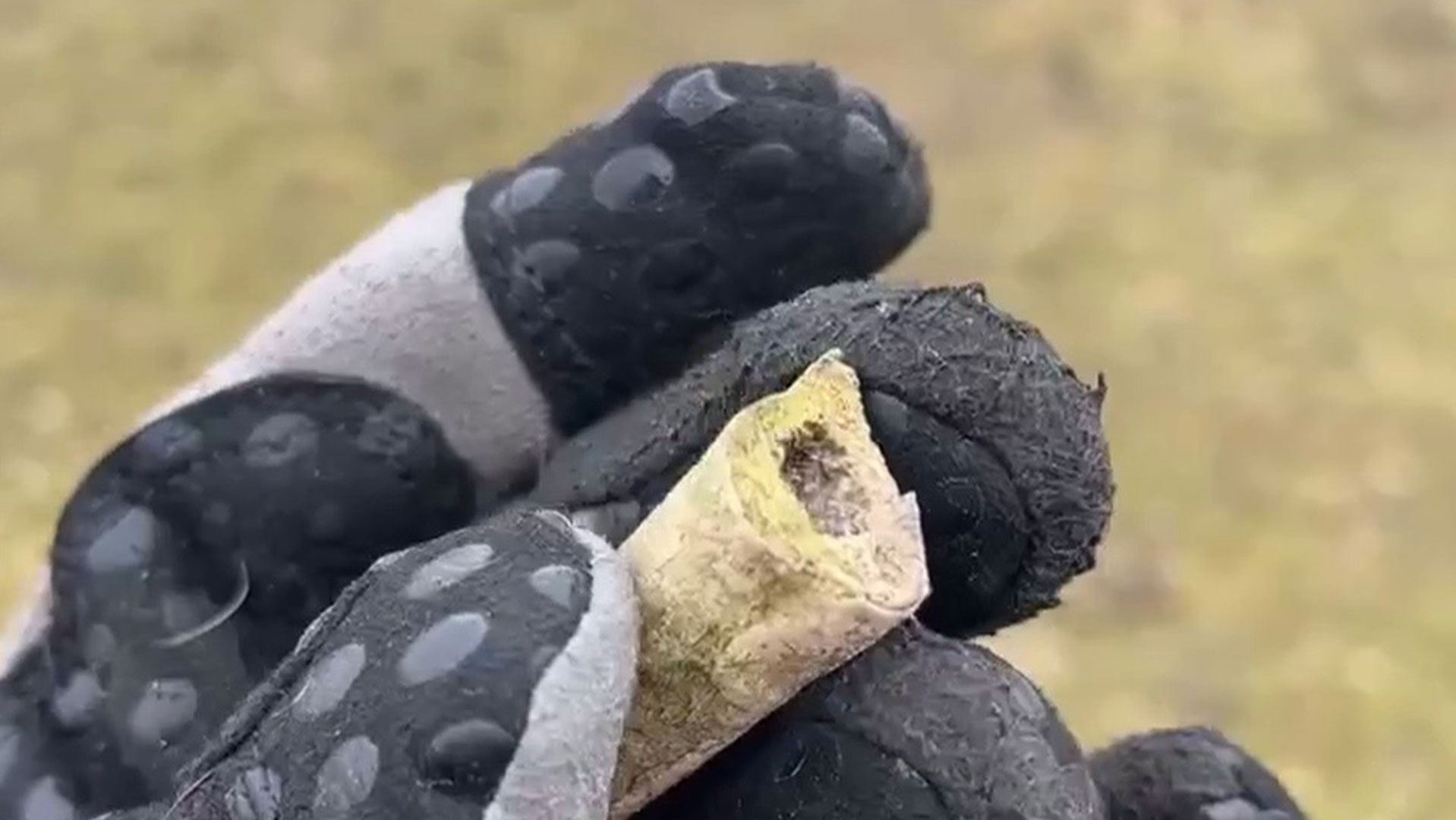 Ett nytt benfynd från Åsum blir en pusselbit i gåtan kring Slaget vid Helge å för tusen år sedan. Foto: Emma Törnblad